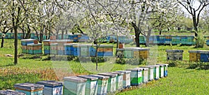 Beekeeping, bees and hives photo