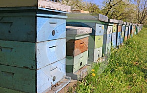 Beekeeping, bees and hives photo