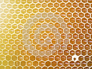 Beekeeping - close-up of cells filled with honey. Background texture and pattern of a section of wax honeycomb