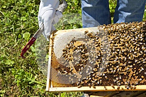 Beekeeping closeup