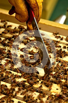 Beekeeping closeup