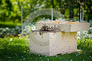 Beekeeping. Collecting escaped bees swarm from a tree. Apiary background. A swarm of European honey bees being collected.