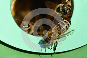 Beekeeping of domestic western honey bee (Apis mellifera). Eusocial flying insects