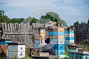 Beekeeping, an elderly man in protective outfit fumigates bees removes honeycombs from hives to check honey harvest in