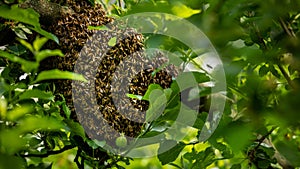 Beekeeping. Escaped bees swarm nesting on a tree. Apiary background. A swarm of European honey bees clinging to a tree. photo