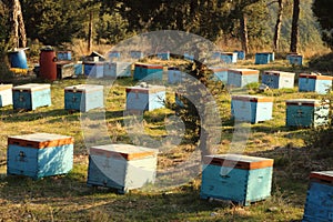 Beekeeping Harmony: Tending Nature& x27;s Precious Pollinators
