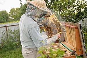 Beekeeping at home Beekeeping at home Beekeeping at home