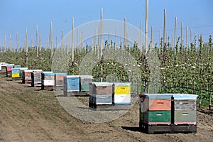 Beekeeping in modern apple orchard photo