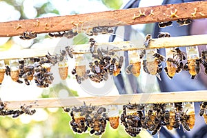 Beekeeping queen cell for larvae queen bees. beekeeper in apiary with queen bees, ready to go out for breeding bee