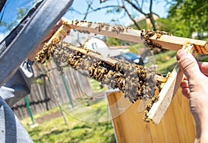 Beekeeping queen cell for larvae queen bees. beekeeper in apiary with queen bees, ready to go out for breeding bee