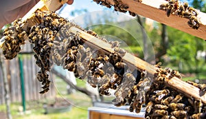 Beekeeping queen cell for larvae queen bees. beekeeper in apiary with queen bees, ready to go out for breeding bee