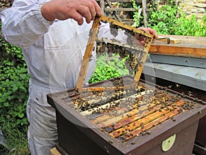 Beekeeping in the small czech farm