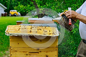 Beekeeping tool, bees smoker the beekeeper works on an apiary near the hives