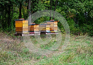 Beekeeping with wooden beeyards