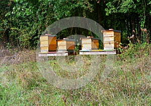 Beekeeping with wooden beeyards