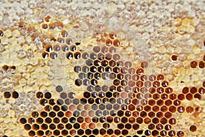 Beekeeping workshop, havesting honey, Beekeeping concept, apiary in France