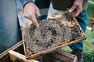 Beekeper is working with honeycombs which is completely covered by bees. Detail on apiaristÃÂ´s hands.