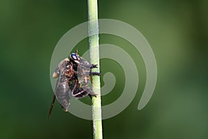 Beelzebub Bee-killer Robber Fly Eating Honeybee