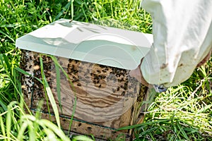 The beemaster checking the old wooden beehive