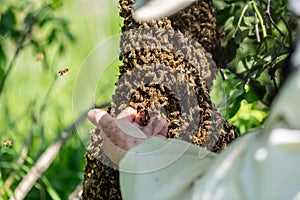 The beemaster checking the swarm of bees