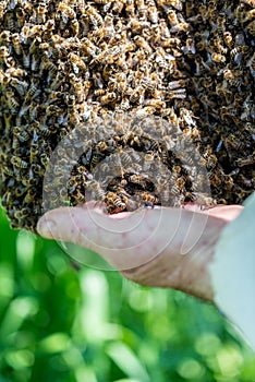 The beemaster checking the swarm of bees