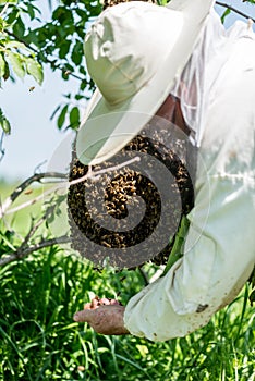 The beemaster checking the swarm of bees
