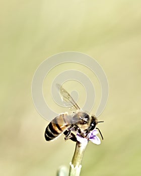 A been pollinating a flower