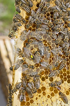 Beequeen with workers on bee frame