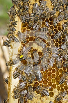 Beequeen with workers on bee frame