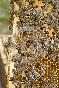 Beequeen with workers on bee frame