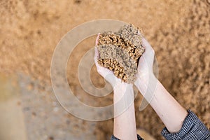 Beer bagasse in the hands of farmer close-up