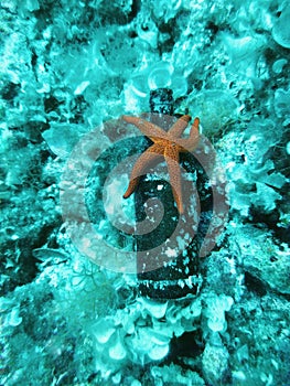 Beer bottle on the bottom of the sea