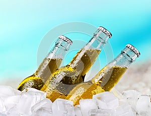 Beer bottles in ice on blue bright background