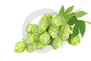 Beer brewing ingredients Hop cones isolated on white background. Beer brewery concept. Beer background