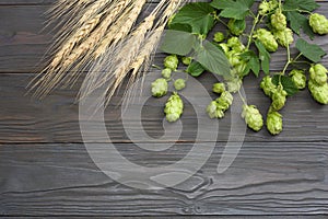 Beer brewing ingredients Hop cones and wheat ears on dark wooden table. Beer brewery concept. Beer background. Top view with copy