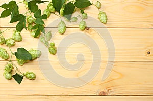 Beer brewing ingredients Hop on light wooden table. Beer brewery concept. Beer background. Top view with copy space