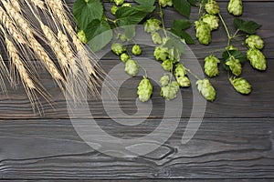 Beer brewing ingredients Hop and wheat ears on dark wooden table. Beer brewery concept. Beer background. Top view with copy space