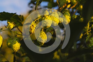 Beer brewing ingredients, hops. Bunch of hops cones with leaves on blue sky background at sunset