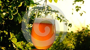 Beer foam close-up.Hop cones and beer in a glass. Green raw material for the production of beer.glass of beer on a hop