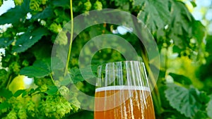 Beer in glass on green hops background.Hop cones and beer in a glass. Green raw material for the production of beer