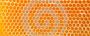 Beer honey in honeycombs.