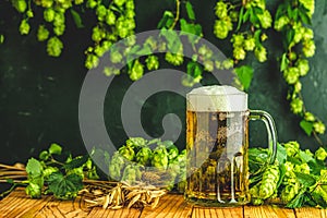 Beer and hop plant. Still life with beer and hop plant in retro style. Glass of cold foamy beer and hop on a dark background