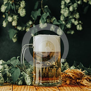 Beer and hop plant. Still life with beer and hop plant in retro style. Glass of cold foamy beer and hop on a dark background