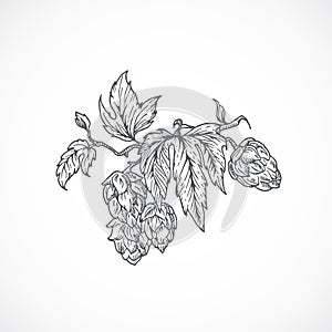 Beer Hops Branch. Abstract Sketch. Hand Drawn Vector Illustration.
