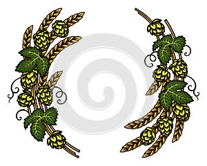 Beer hops branches with wheat barley ears, leaves and hop cones. Vector illustration isolated on white background