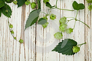 Beer hops. Gren hop plant on white wooden background