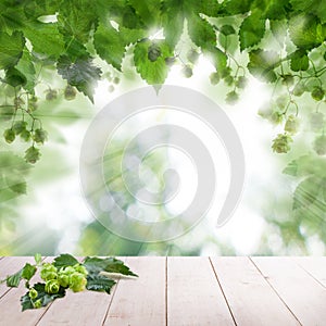 Beer hops leaves and cones on abstract background photo