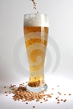 Beer and malt photo