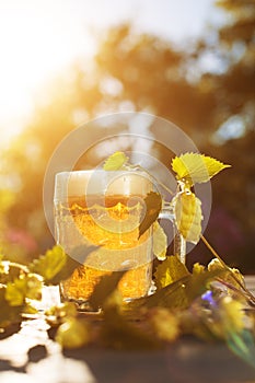 Beer. Mug with beer and hop on sunset summer autumn background.