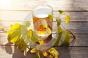 Beer. Mug with beer and hop on sunset summer autumn background.